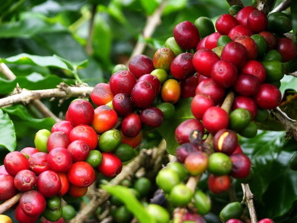 Single Origin Kahve Nedir? Tek Köken ile Harman Arasındaki Fark